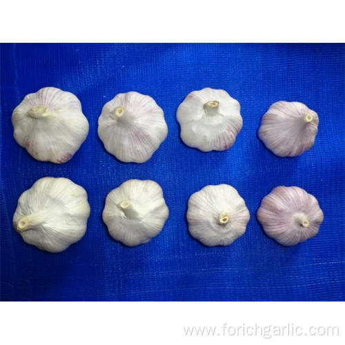 New Crop 2019 Garlic Hot Sale